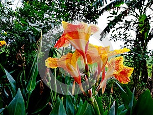 Beautiful Â Canna Indica yellow color flower yellow red color flower colorfully